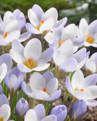 Snow Crocus- Blue Pearl