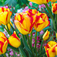 Outbreak Tulip Seeds