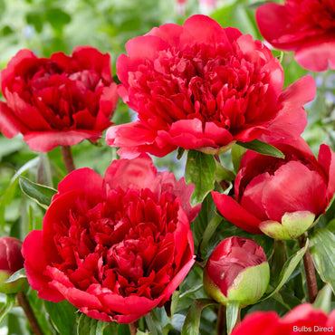 Many Happy Returns Peony