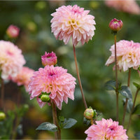 Gelia Dahlia