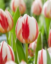 Carnaval de Rio Tulip Seeds