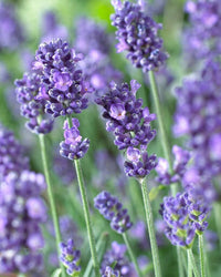 Blue Angustifolia Flower Seeds for Garden Planting - 100 pcs