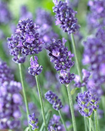 Blue Angustifolia Flower Seeds for Garden Planting - 100 pcs