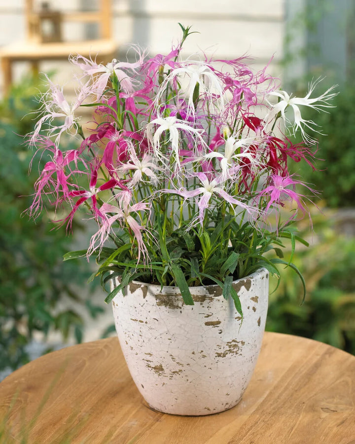 Heirloom Dianthus Spooky Seeds – Non-GMO Flower Seeds for Planting