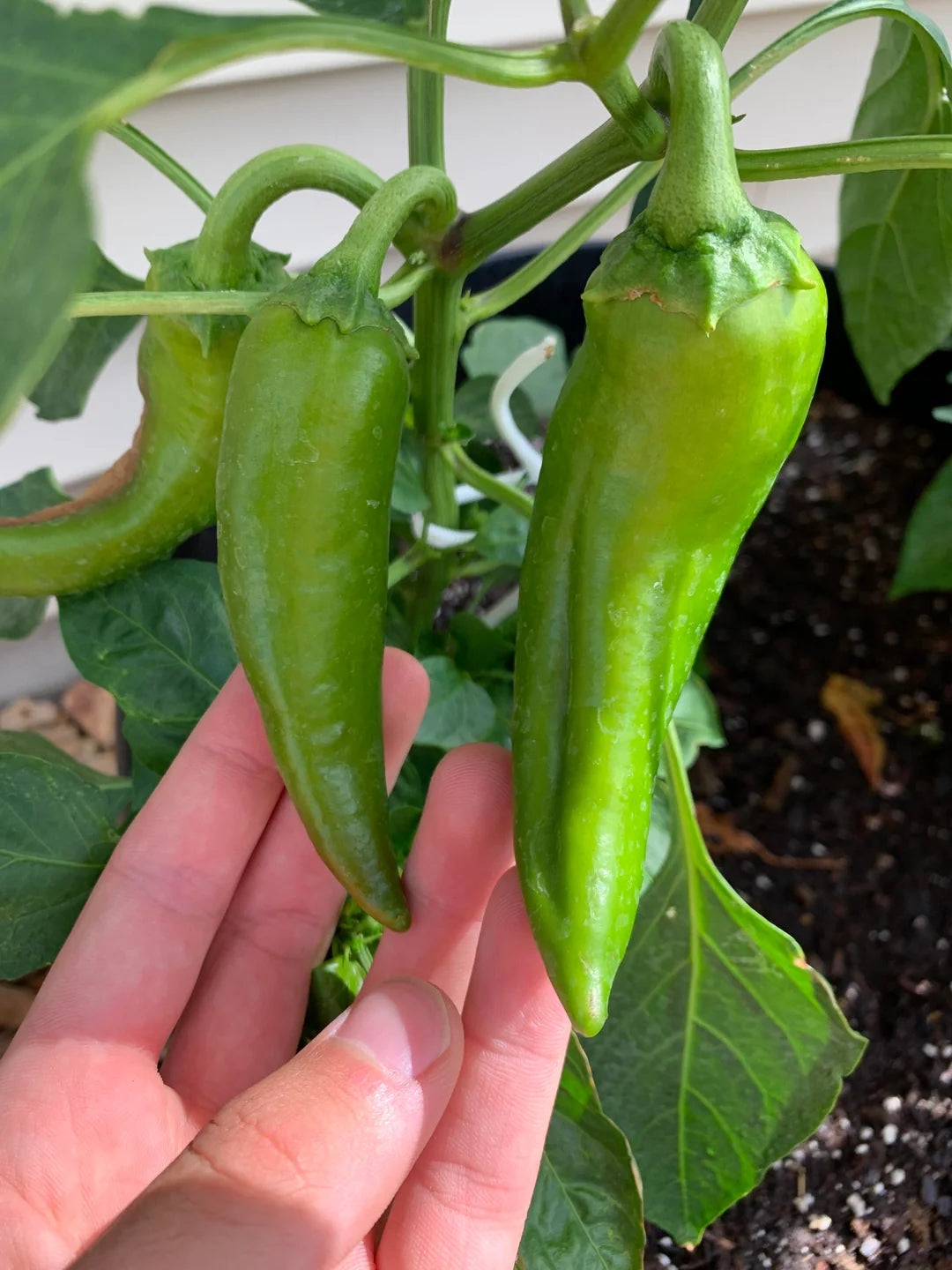 Highlander – Organic Anaheim Pepper Seed