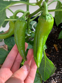 Highlander – Organic Anaheim Pepper Seed