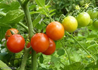 Cherry Tomato Wild Texas Vegetable Seeds