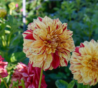 Painted Madam Dahlia