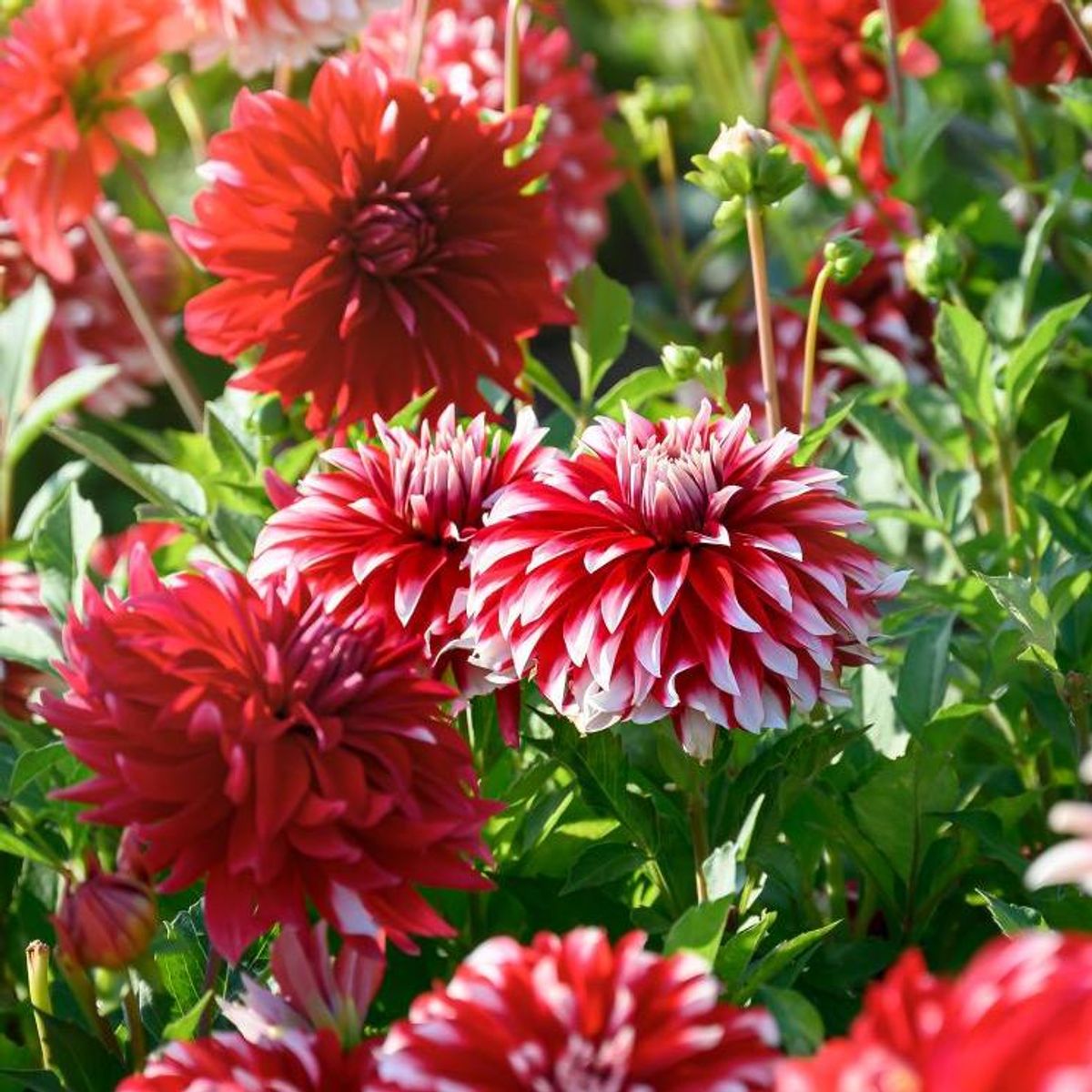 Davos Dinnerplate Dahlia
