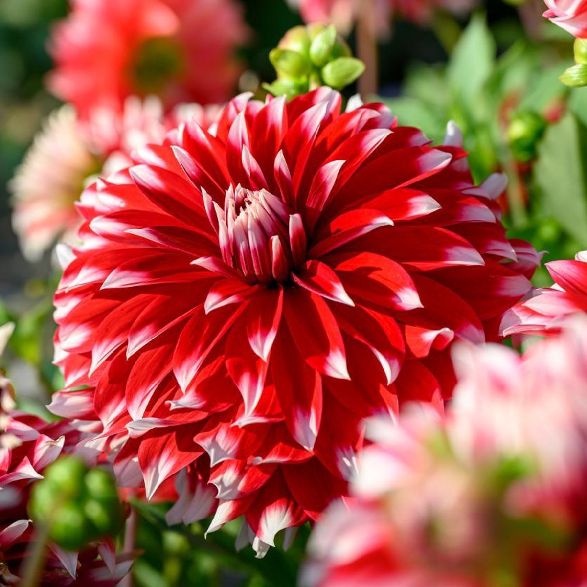 Davos Dinnerplate Dahlia