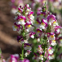 Snapdragon- Cherry Twist