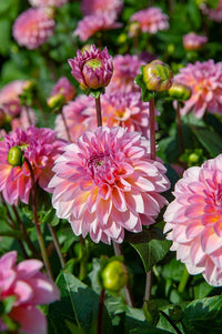 Gelia Dahlia
