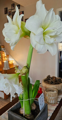 Marilyn Amaryllis Duo Seeds