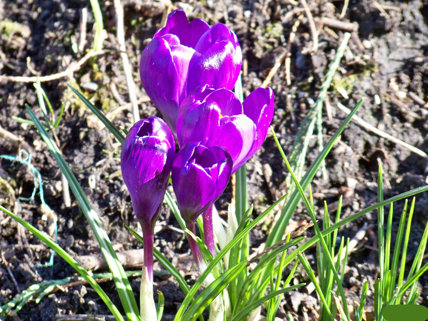 Remembrance Giant Dutch Crocus Seeds