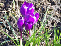 Remembrance Giant Dutch Crocus Seeds