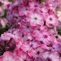 Hercules Phlox Tree