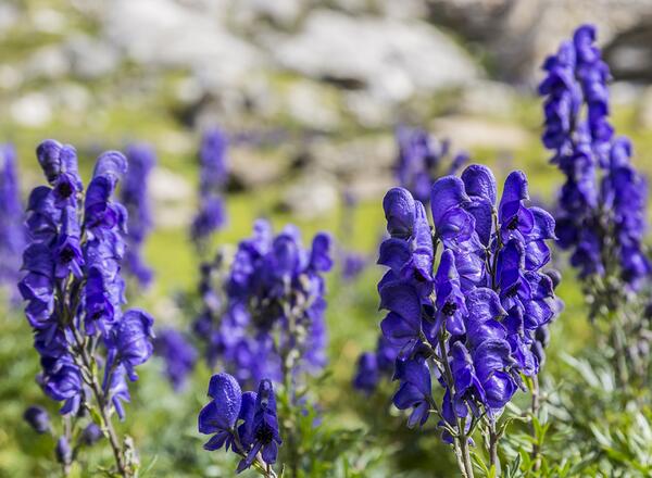 Monkshood