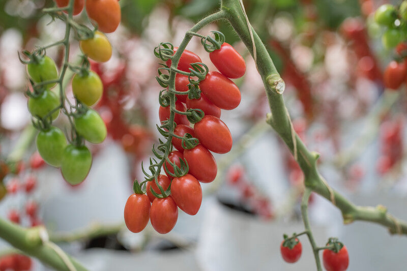 Pareso – Tomato Seed