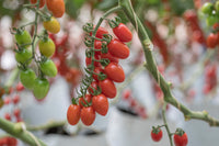 Pareso – Tomato Seed