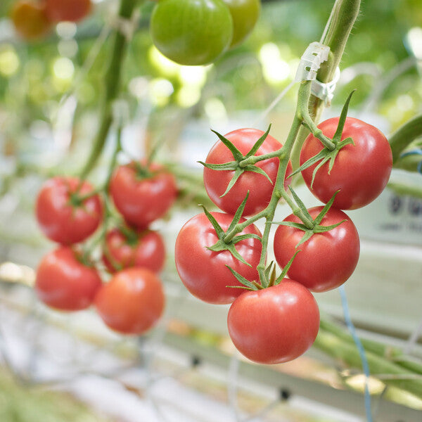 Climstar – Tomato Seed