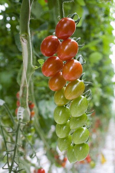 Pareso – Tomato Seed