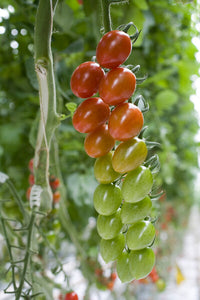 Pareso – Tomato Seed