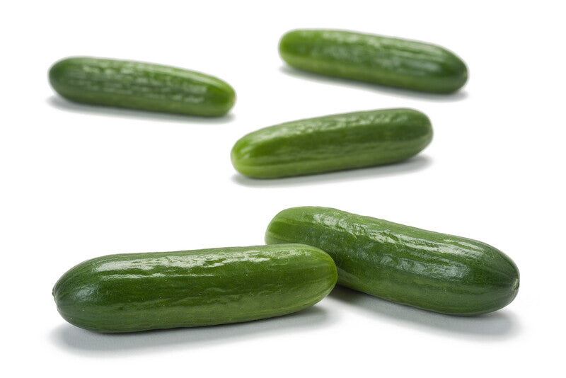 Qwerty – Cucumber Seed