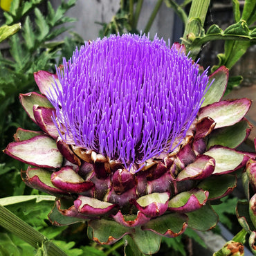 Globe Artichoke