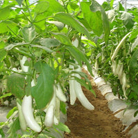 white eggplant * Lara Angel eggplant bonsai Seeds
