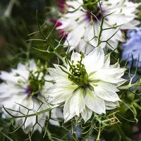 Nigella- Miss Jekyll White