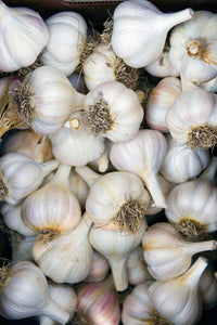 Garlic- Australian White ()