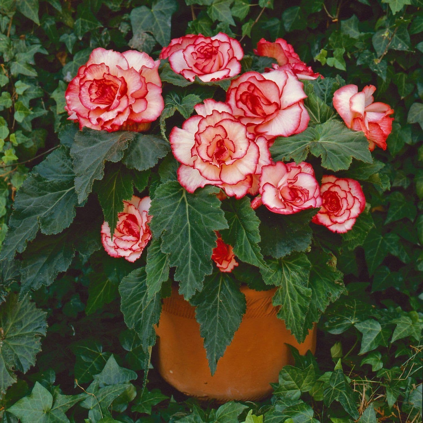 White-Red Picotee Begonia