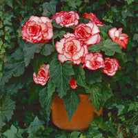 White-Red Picotee Begonia