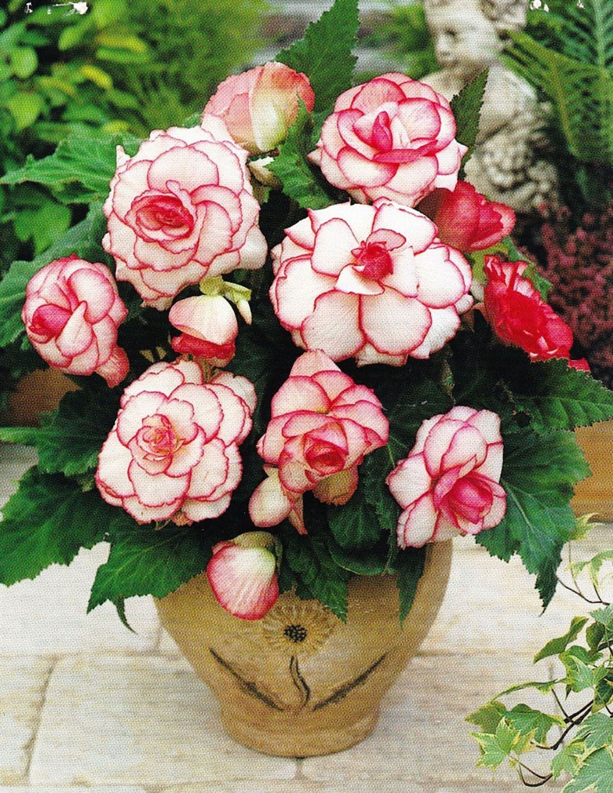 White-Red Picotee Begonia