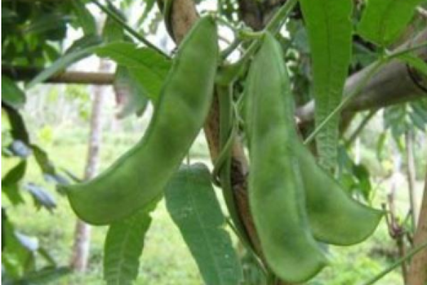 Eastland Lima Bean Seeds