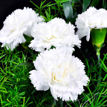 Carnation- Grenadin White