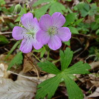 Heirloom Non-GMO Geranium Asphodeloides Flower Seeds for Planting – Beautiful Garden Blooms