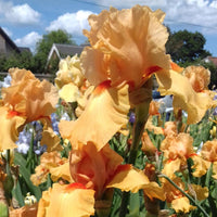 Orange Splash Bearded Iris