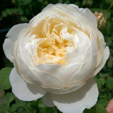 Rose- Windermere