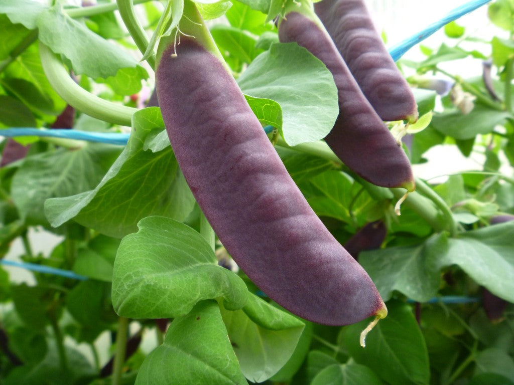 Royal Snow – Purple Snow Pea Seeds