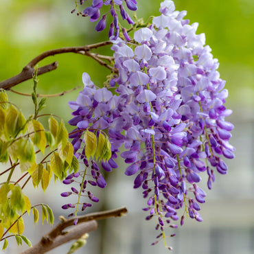 Heirloom Non-GMO Wisteria Flower Seeds for Planting – Fragrant Cascading Garden Vines