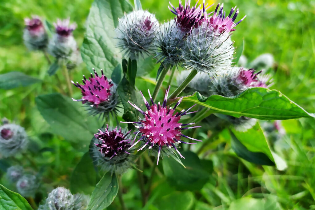 Heirloom Arctium Lappa Flower Seeds, Non-GMO Medicinal Burdock Blooms for Garden Planting