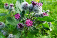 Heirloom Arctium Lappa Flower Seeds, Non-GMO Medicinal Burdock Blooms for Garden Planting for planting in home garden