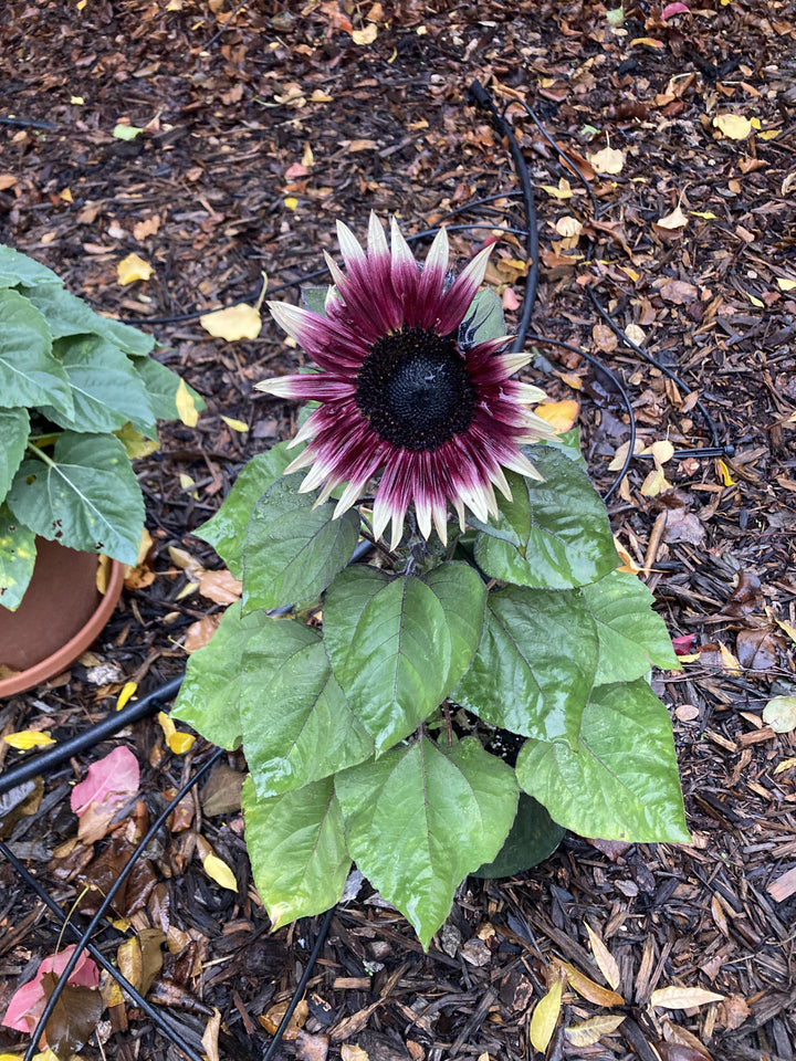 Cherry Rose Sunflower Seeds for Planting – Heirloom, Non-GMO Seeds for Vibrant Gardens