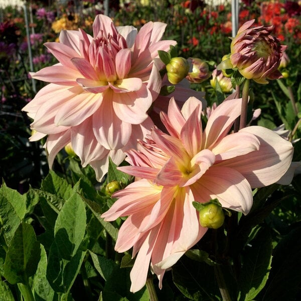 Fairway Pilot Giant Dinnerplate Dahlia