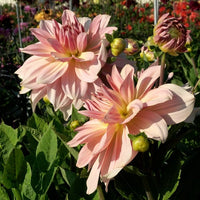 Fairway Pilot Giant Dinnerplate Dahlia