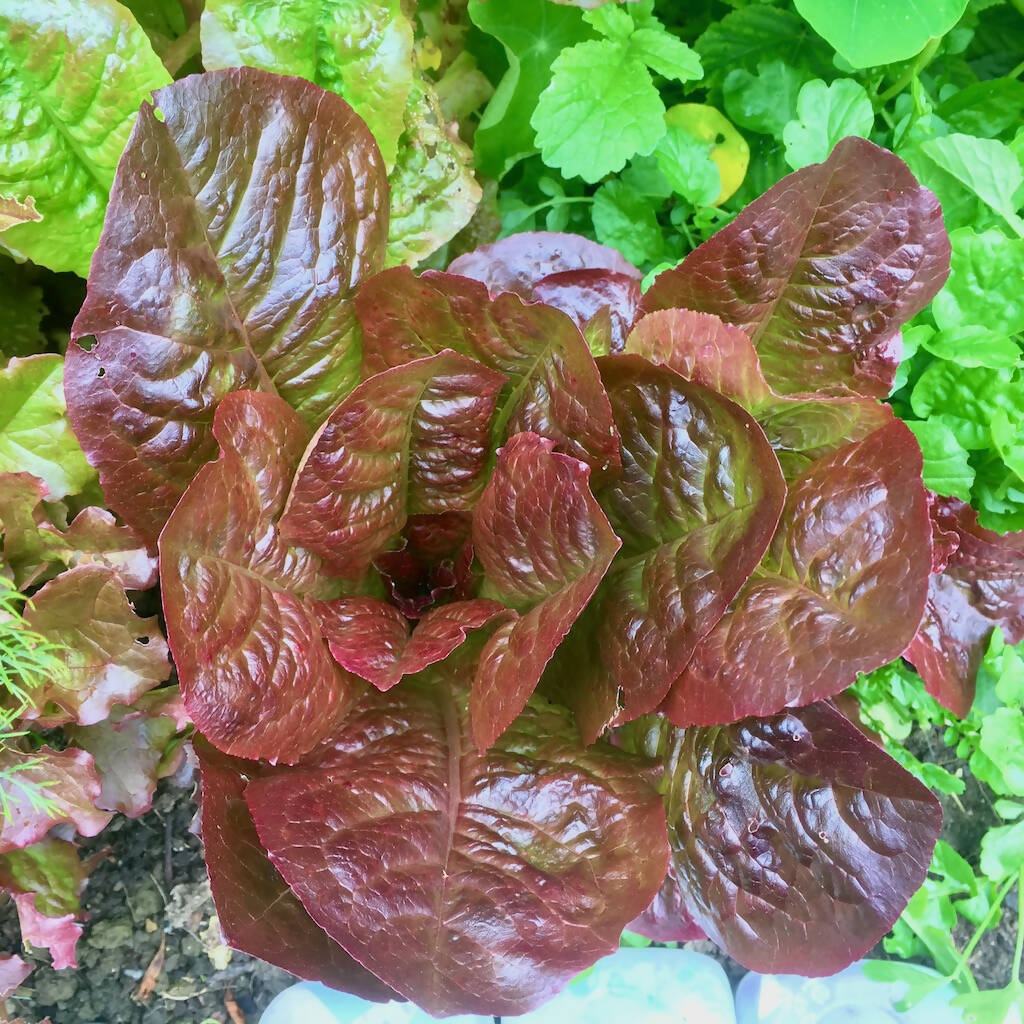 Outredgeous – Organic Lettuce Seed