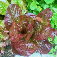 Outredgeous – Organic Lettuce Seed