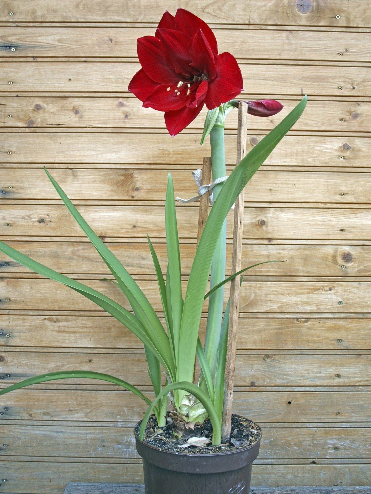 Miracle Amaryllis in North Pole Pot Seeds