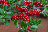 Heirloom Yaupon Flower Seeds, Non-GMO Caffeine-Rich Holly Blooms for Native Garden Planting